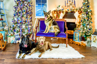 Bundy Dogs 23